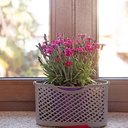 Apartment Casa Andrea E Linda